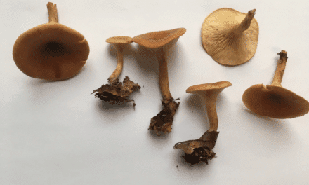 Un champignon pourrait guérir les maladies génétiques rares