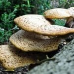 Des champignons chinois pour une meilleure santé?