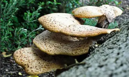 Des champignons chinois pour une meilleure santé?