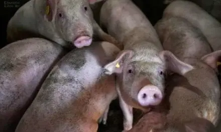 Nouveau virus de la grippe du porc en Chine, attention danger!