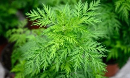 L’Artemisia est-elle une plante miracle ?