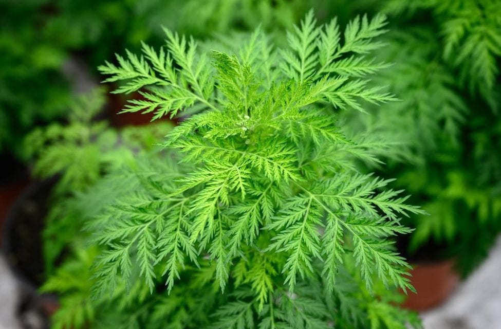 L’Artemisia est-elle une plante miracle ?