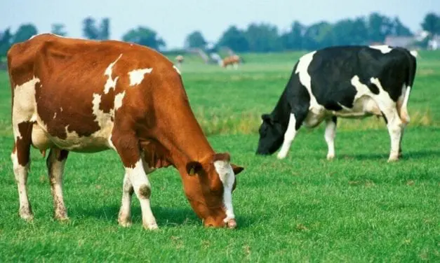 Moins d’antibiotiques dans la viande