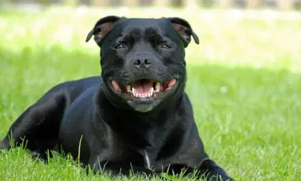 Il n’y a pas de races de chiens plus dangereuses que d’autres