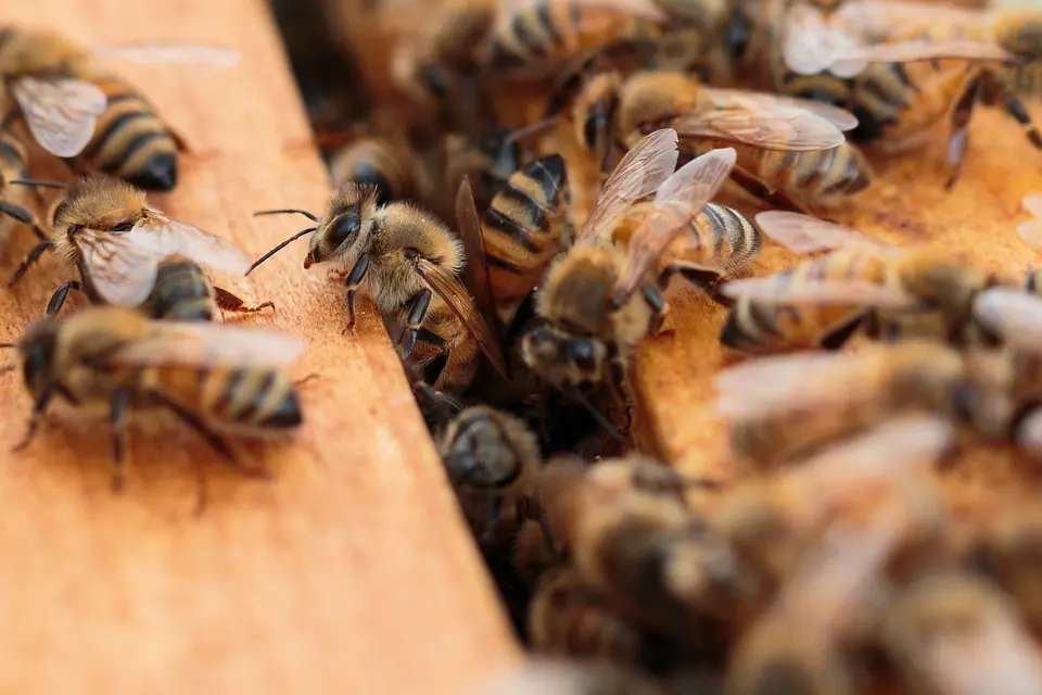 L’UNESCO et Guerlain soutiennent l’émancipation féminine et la biodiversité