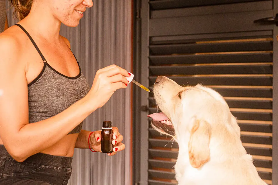 Le CBD pour nos animaux de compagnie