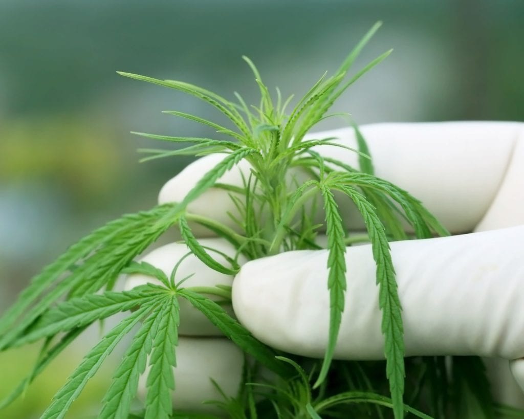 le-secteur-du-cannabis-vainqueur-de-la-bataille-contre-la-crise-de-covid-19