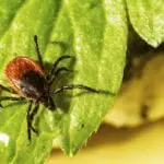 Attention aux tiques y compris dans les jardins