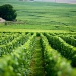 Pesticides dans l’air : lancement d’un suivi annuel et national