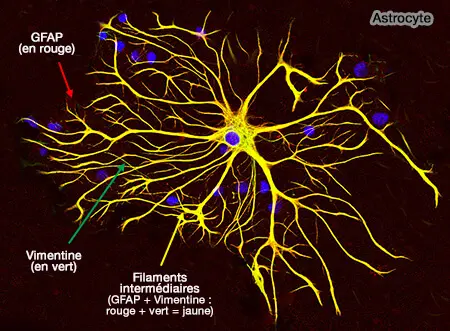 Le rôle clé des astrocytes pour le développement cognitif