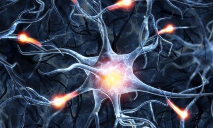 Régénérer les neurones perdus, un pari réussi pour la recherche