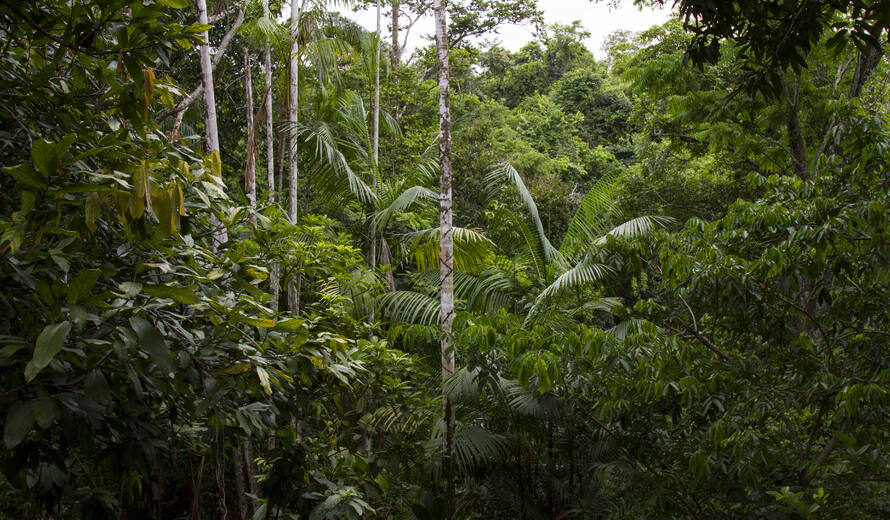 Comment les forêts du patrimoine mondial de l’UNESCO font face au dérèglement climatique