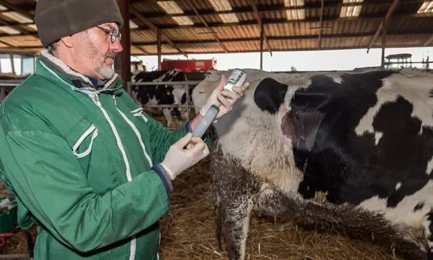 Résistance aux antibiotiques chez les animaux  : conclusions des études