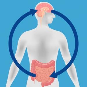 Le microbiote intestinal joue le médiateur entre le stress et la mémoire