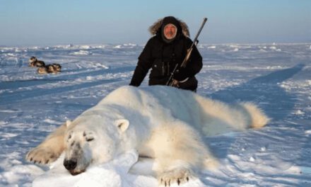 NON au commerce de peaux d’ours polaires !