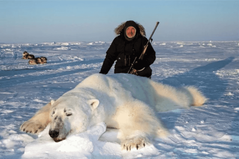 NON au commerce de peaux d’ours polaires !