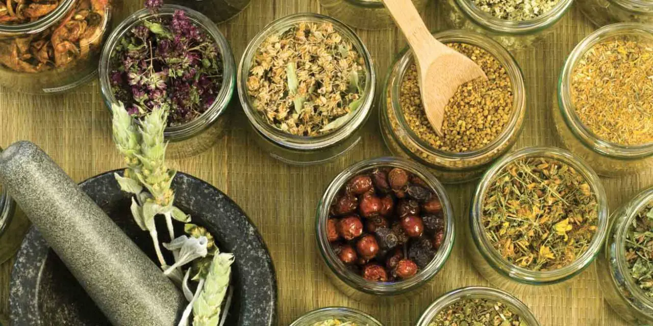 Phytothérapie et aromathérapie : adapter l’évaluation des risques en médecine vétérinaire