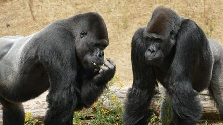 Les zoos européens veulent euthanasier des gorilles mâles