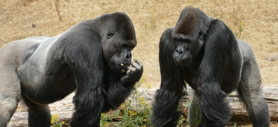 Les zoos européens veulent euthanasier des gorilles mâles