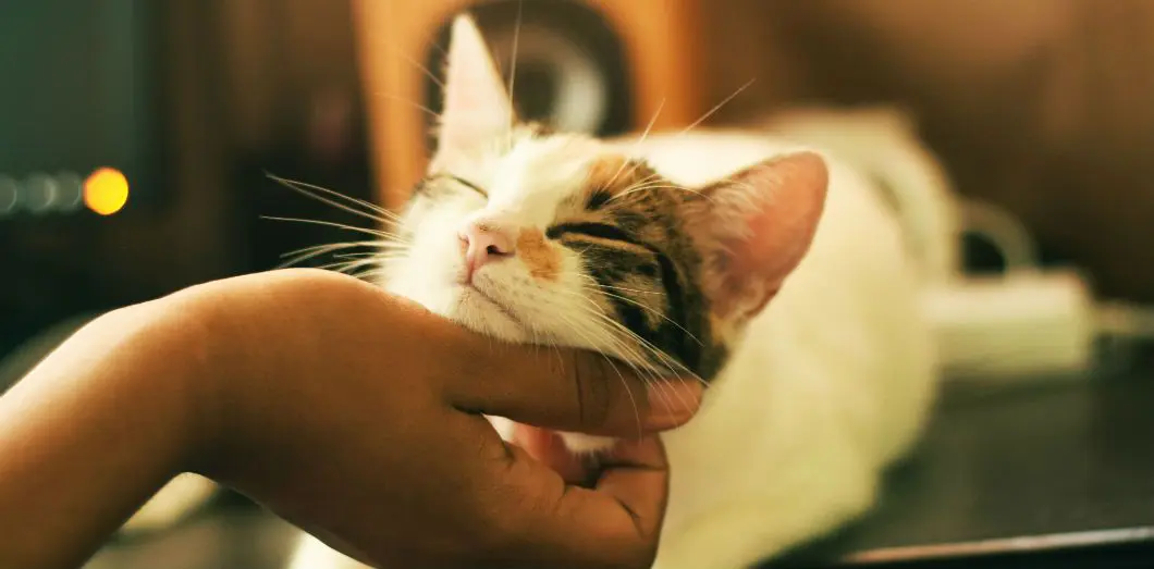 Traitements hormonaux : attention à ne pas exposer les animaux de compagnie