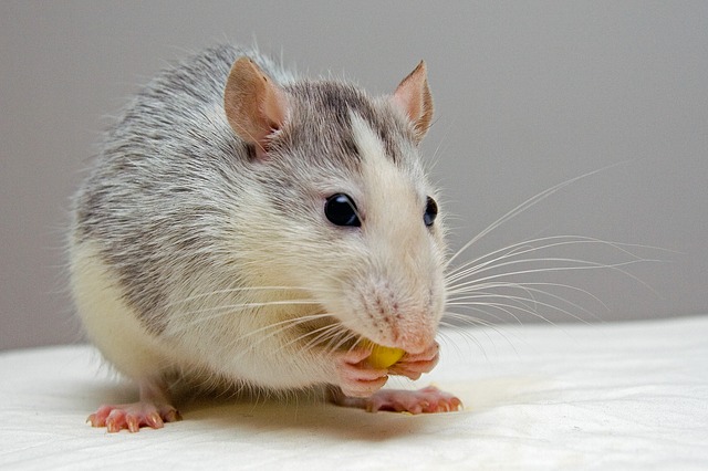 Les rats peuvent estimer leur précision temporelle