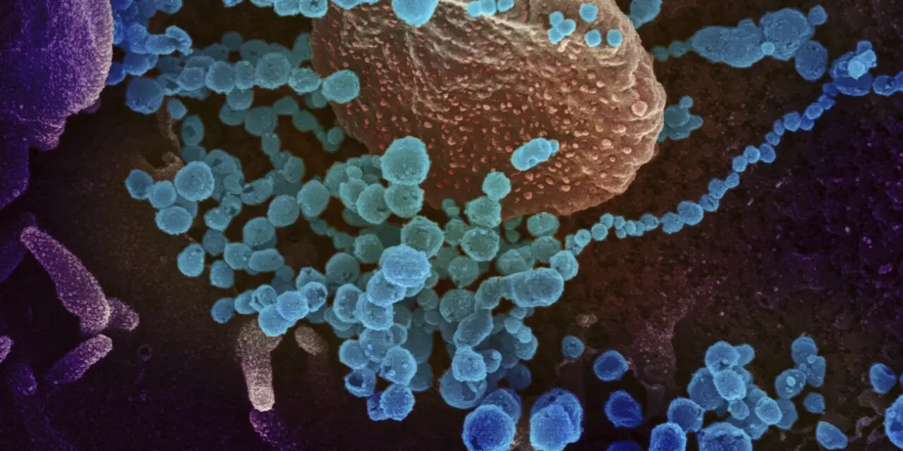 Covid-19 : comprendre le rôle de certains globules blancs dans la réponse immunitaire