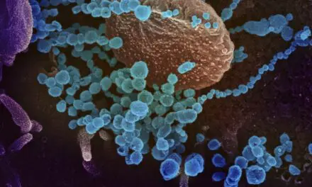 Covid-19 : comprendre le rôle de certains globules blancs dans la réponse immunitaire