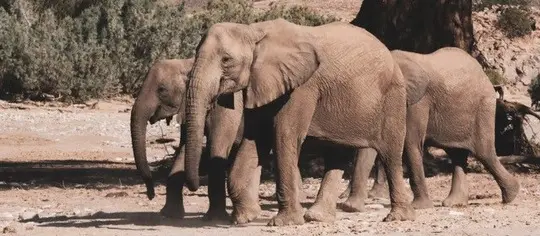 La Namibie exporte 22 éléphants sauvages au mépris du droit international