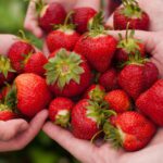 La fraise, un fruit aux nombreux bienfaits pour la santé