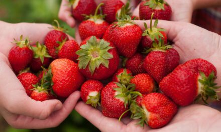La fraise, un fruit aux nombreux bienfaits pour la santé
