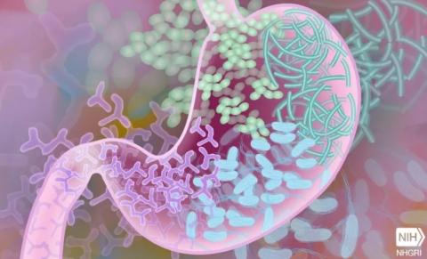 Diminution de la diversité du microbiote intestinal chez les patients COVID-19 hospitalisés
