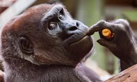 Les singes et les humains pensent-ils pareil lorsqu’ils ne font rien ?