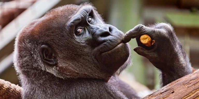 Les singes et les humains pensent-ils pareil lorsqu’ils ne font rien ?
