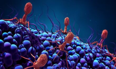Phagothérapie : un modèle pour prédire son efficacité face aux bactéries pathogènes