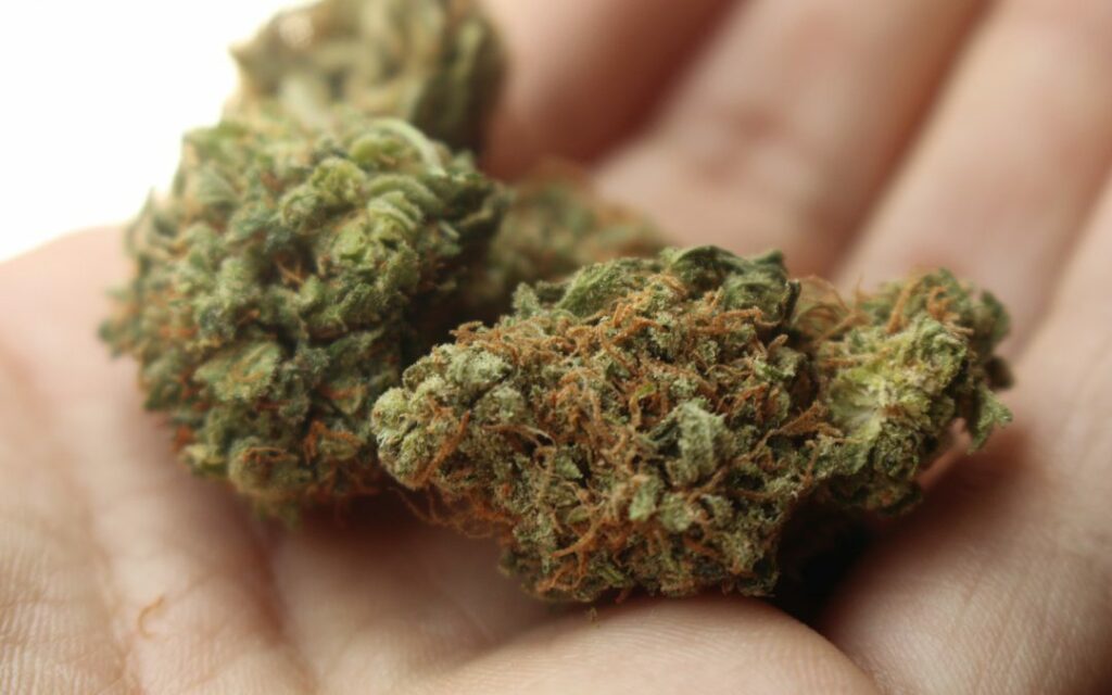 focus-sur-les-fleurs-de-cannabis