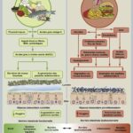 Liens entre le microbiote intestinal et les maladies neurologiques
