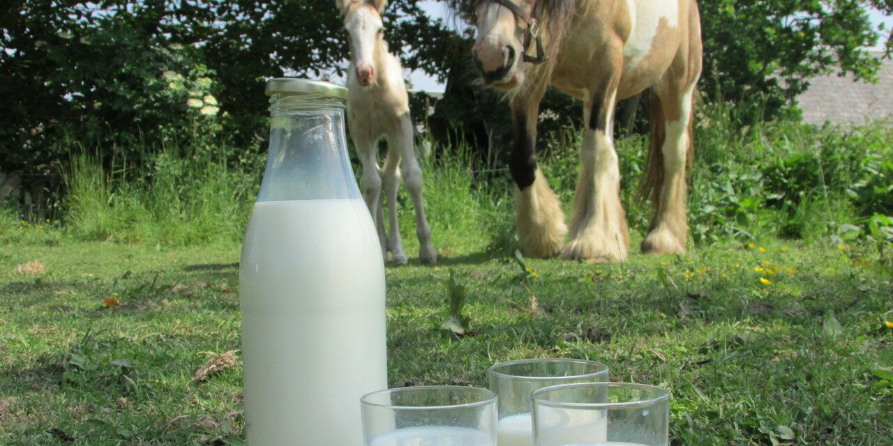 Le lait de jument : le plus light de tous les laits !