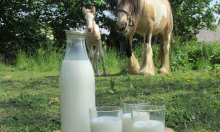 Le lait de jument : le plus light de tous les laits !