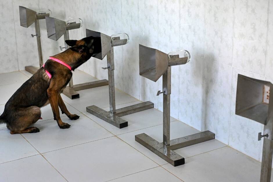 Covid-19 : le flair des chiens est aussi efficace qu’un test PCR