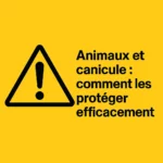 Animaux et canicule : comment les protéger efficacement