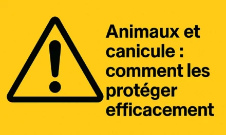 Animaux et canicule : comment les protéger efficacement