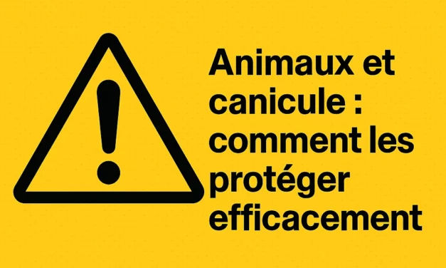 Animaux et canicule : comment les protéger efficacement