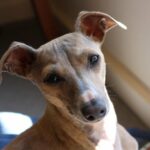 Variole du singe : un chien infecté par un homme à Paris