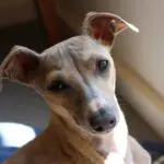 Variole du singe : un chien infecté par un homme à Paris