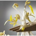 Les phyto-œstrogènes sont-ils efficaces contre les troubles liés à la ménopause ?