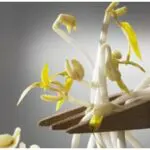 Les phyto-œstrogènes sont-ils efficaces contre les troubles liés à la ménopause ?