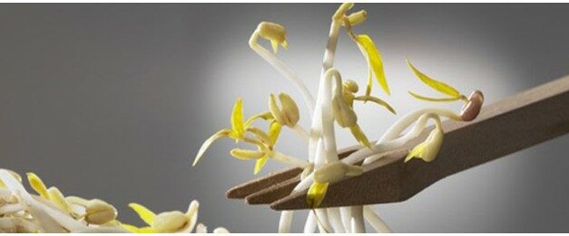 Les phyto-œstrogènes sont-ils efficaces contre les troubles liés à la ménopause ?