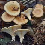 Un champignon contre la mucoviscidose