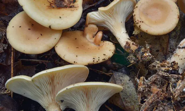 Un champignon contre la mucoviscidose