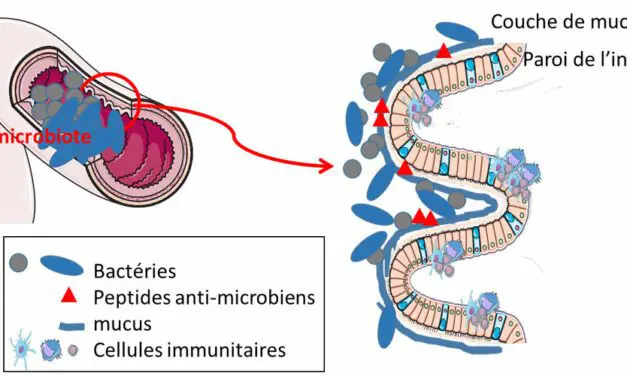 Comment protéger son microbiote de l’effet néfaste des additifs alimentaires grâce à une bactérie